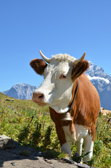 Fototapeta na wymiar Szwajcarska krowa. Jungfrau, Szwajcaria