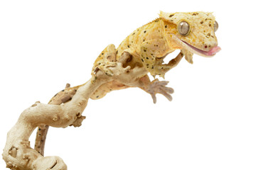 Crested gecko on white background.