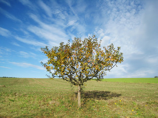 Fototapeta na wymiar Apple Tree jesienią 2