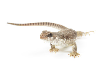 Naklejka premium Desert iguana on white background.