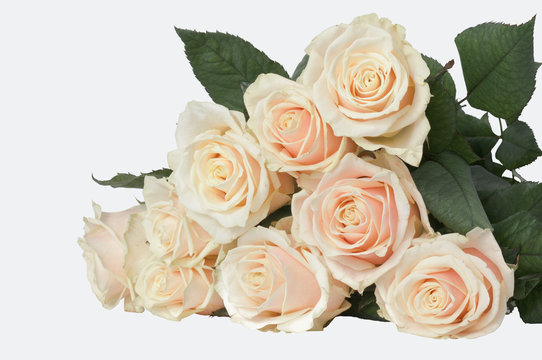 9 light pink roses