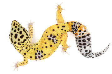 Leopard gecko on white background. - obrazy, fototapety, plakaty