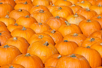 Colorful pumpkins