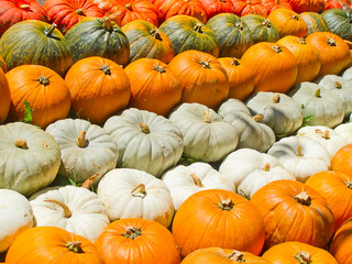 Colorful pumpkins