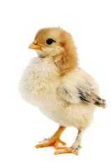 chicken isolated on white background
