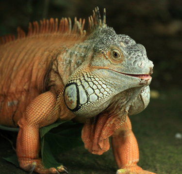 portrait d'un iguane rouge