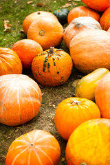 Large pumpkins
