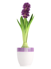 Potted purple hyacinth