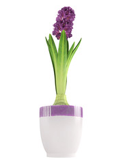 Potted purple hyacinth