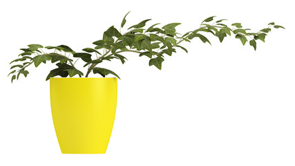 Ivy growing in a yellow pot