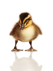 Domestic duckling