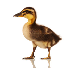 Domestic duckling