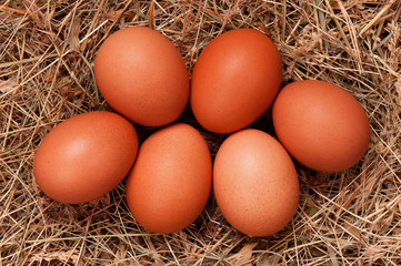 Eggs in nest
