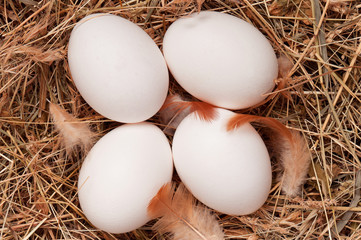 Eggs in nest