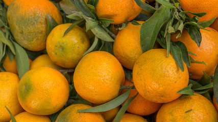 Arance (Citrus × sinensis)