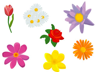 illustration with flowers isolated on white background