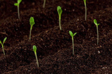Green seedling