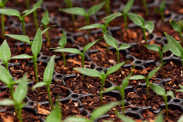 Green seedling