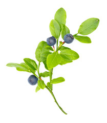 Ripe blueberries on twig on white background