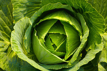 Fototapeta premium Cabbage head