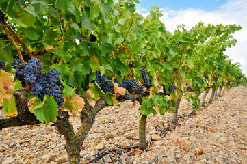 Grapes in a vineyard, La Rioja (Spain)