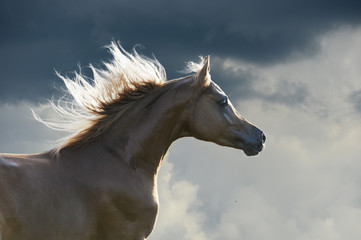 Obraz na płótnie Canvas Portret czerwony koń na ciemnym tle nieba