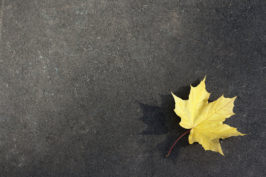 yellow leaf on the ground - Powered by Adobe