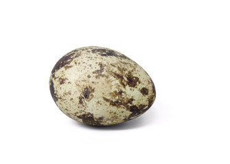 quail egg