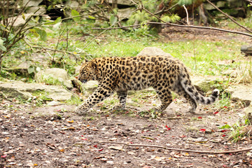 Young Amur Leopard