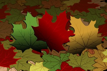 Autumn - maple leaves