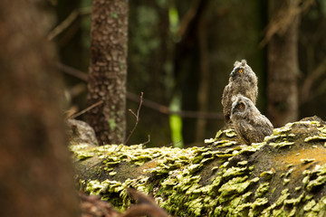 Young long-eared owl