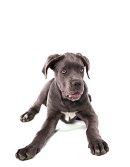 chiot Cané Corso femelle de 3 mois couchée