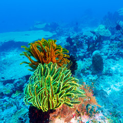 Naklejka na ściany i meble Kolorowe lilie morskie na temat Coral Reef Tropikalnej