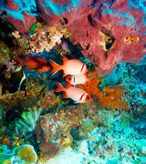 Fototapeta na wymiar Tropikalne ryby w pobliżu Kolorowe Rafy Koralowej