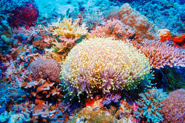 Colorful Tropical Reef Landscape
