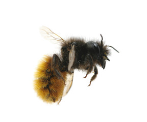 bumblebee