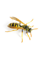 wasp