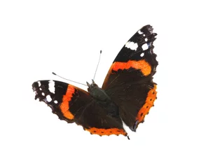 Crédence de cuisine en verre imprimé Papillon papillon sur blanc