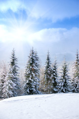 Beautiful winter landscape with snow covered trees