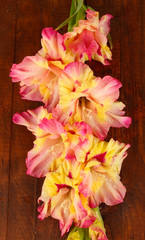 branch of yellow-pink gladiolus on wooden background close-up