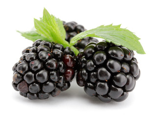 beautiful blackberries with leaf isolated on white