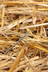 Needle in a haystack close-up