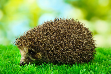 Hedgehog on grass, on green background