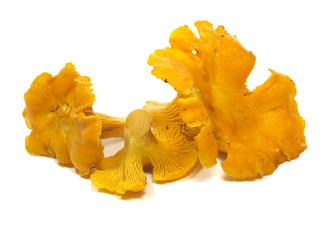 chanterelles mushrooms