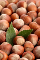 tasty  hazelnuts with leaves, close up