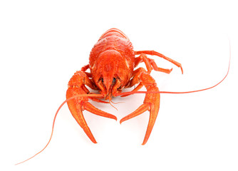 Tasty boiled crayfish isolated on white