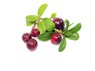 cranberries