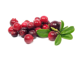 cranberries