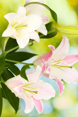 beautiful lily on bright background