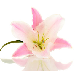 Fototapeta na wymiar piękny kwiat lilii na białym